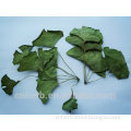 Dried Ginkgo biloba,Folium ginkgo,Ginkgo leaf,Maidenhair tree leaves tea,Yin xing ye,Yinxing,Healthy tea